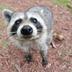 Illustration for article titled In Defense of Raccoons
